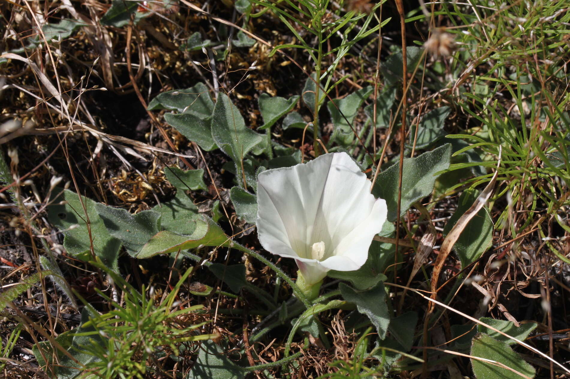 صورة Calystegia collina (Greene) Brummitt