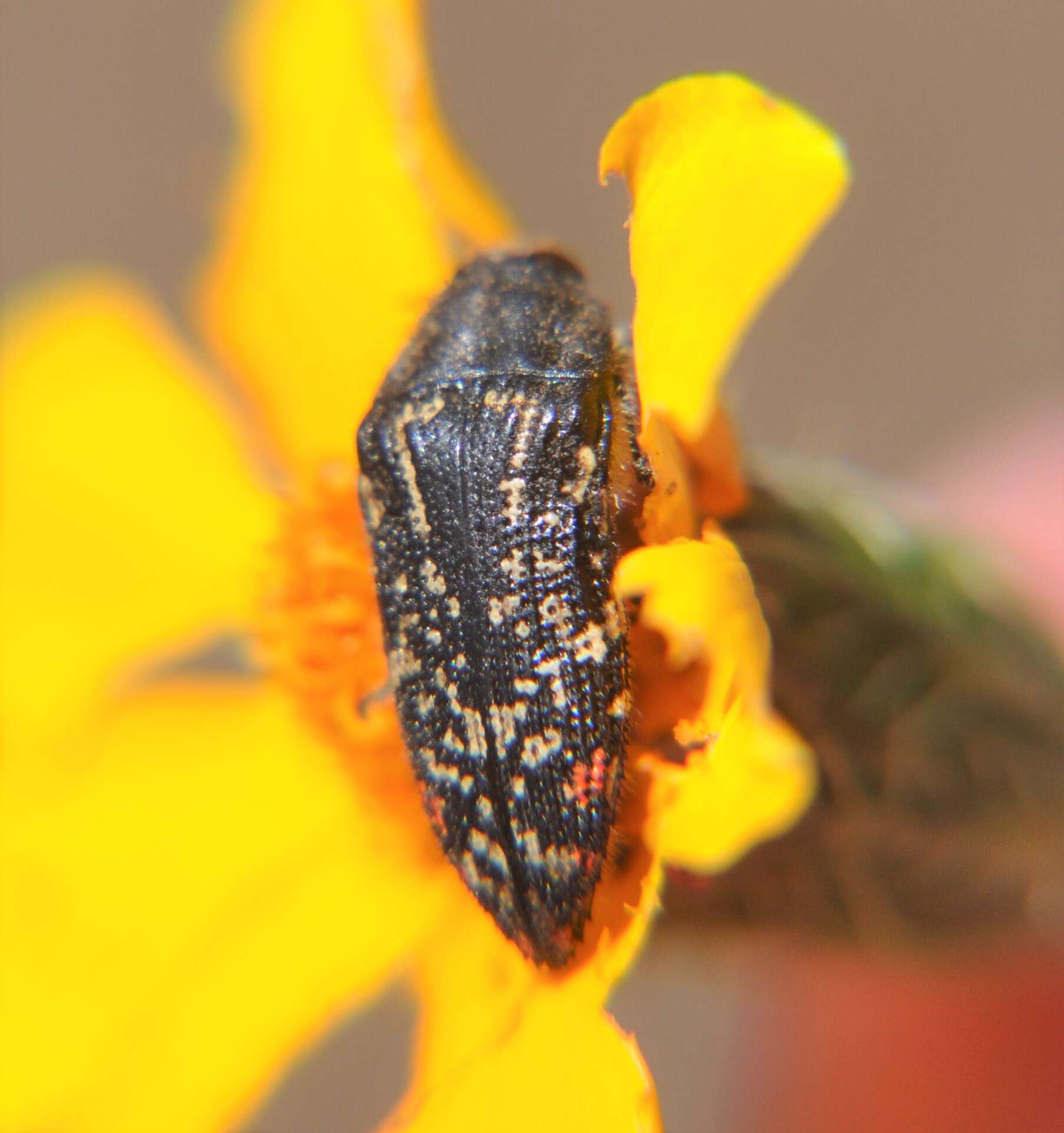 Image of Acmaeodera mudgei Westcott 2002