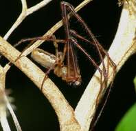 Image of Nanometa lagenifera (Urquhart 1888)