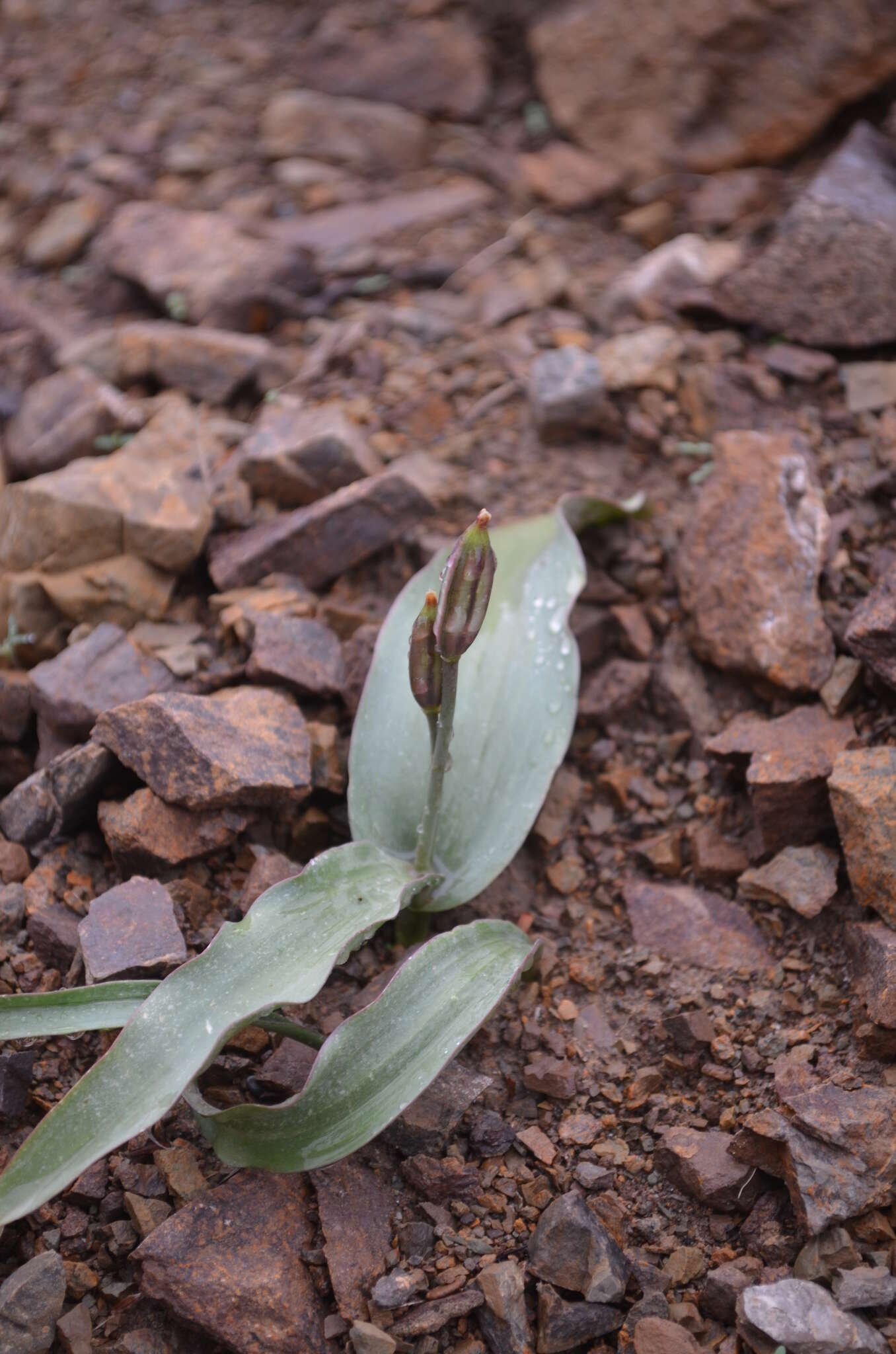 Image of Tulipa jacquesii Zonn.