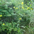 Image of Berkheya debilis Mac Owan