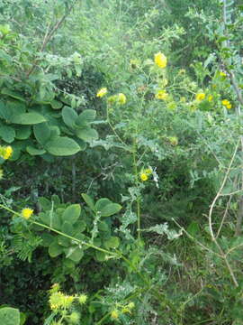 Image of Berkheya debilis Mac Owan