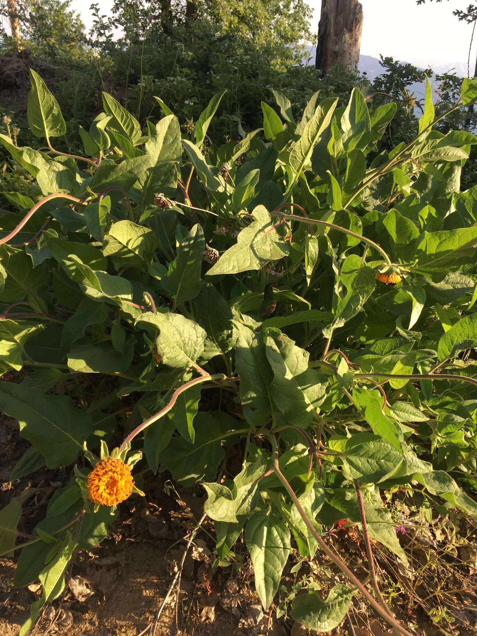 Image of Coville's mule-ears