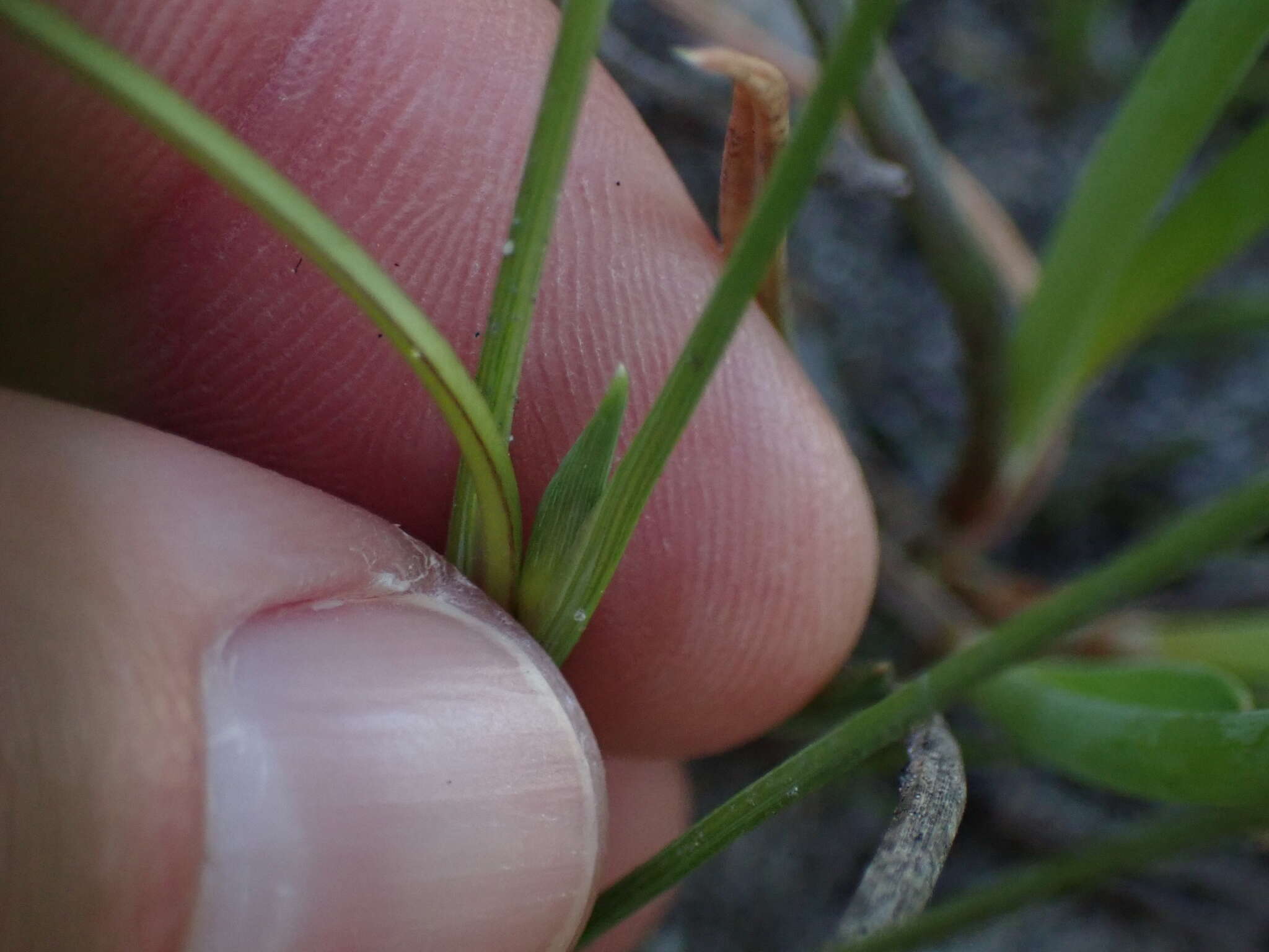 Image of Romulea longipes Schltr.