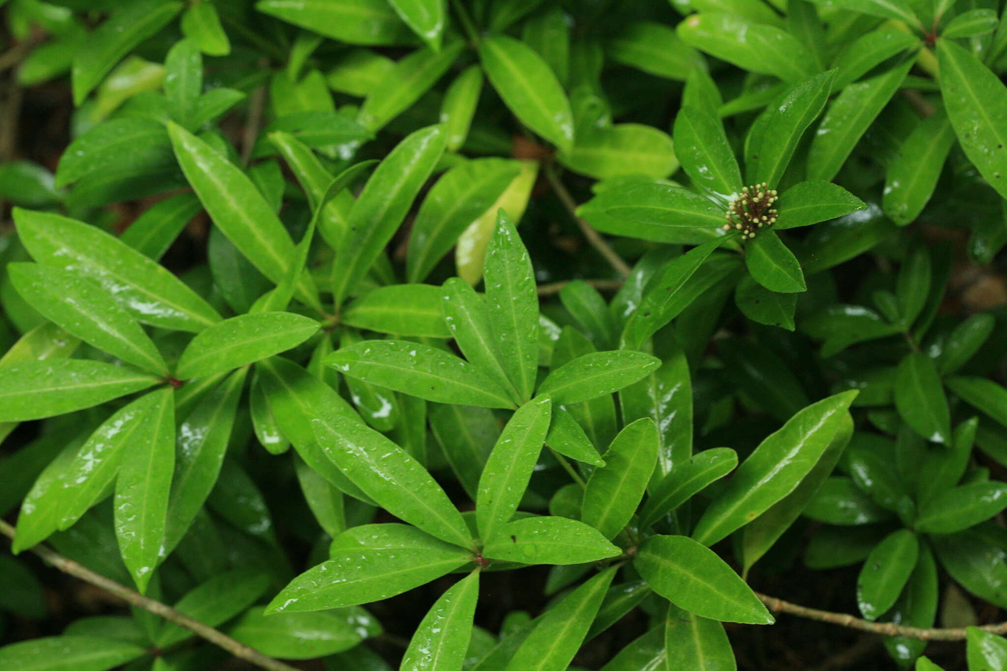 Image of Skimmia japonica f. repens (Nakai) Hara