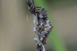 Image of Trashline orbweaver