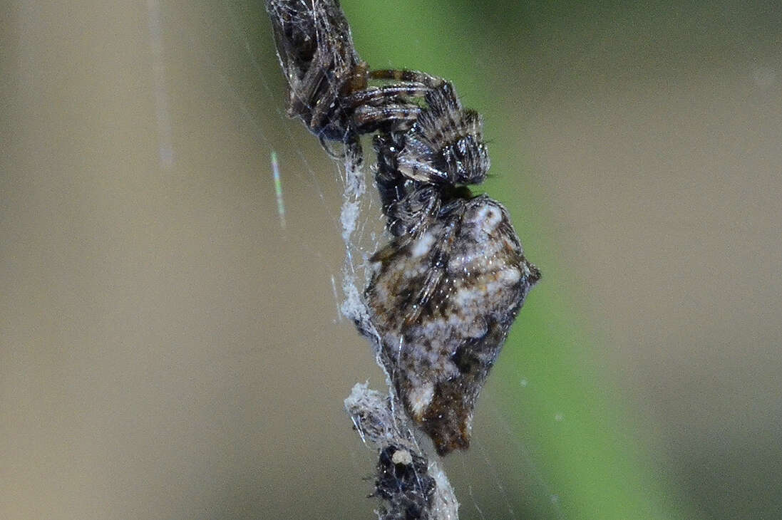 Image of Trashline orbweaver