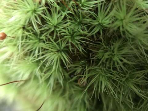 Image of Apple moss