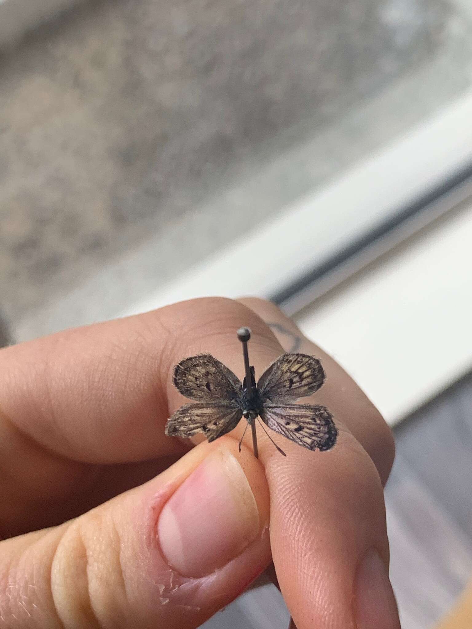 Image of Lycaena tama (Fereday 1878)