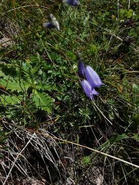 Image of Campanula cespitosa Scop.