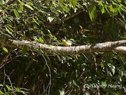 Image de Mésange de Taiwan