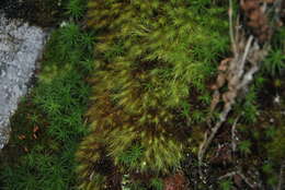 Image of Haller's bartramia moss