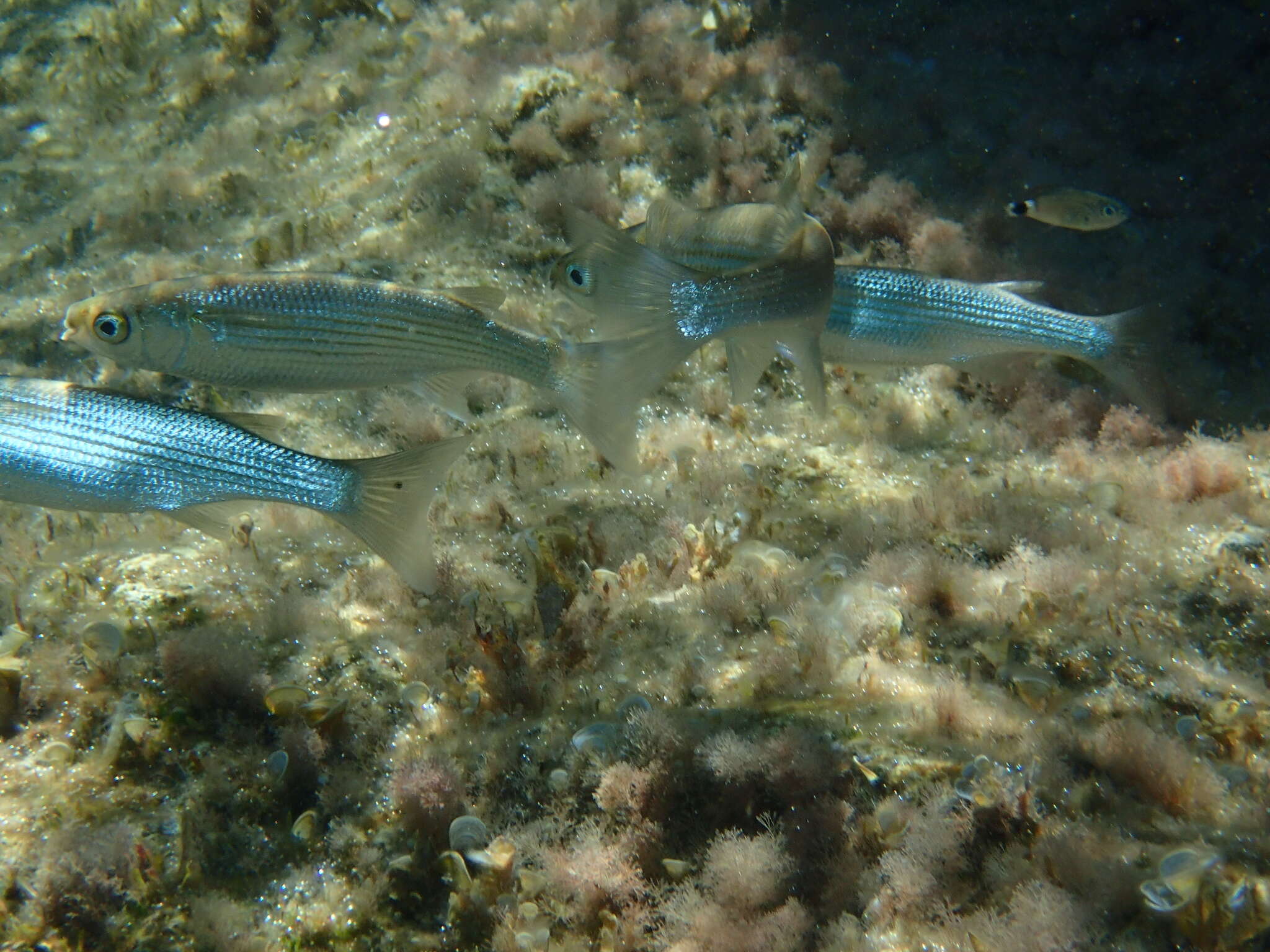 Image of Oedalechilus