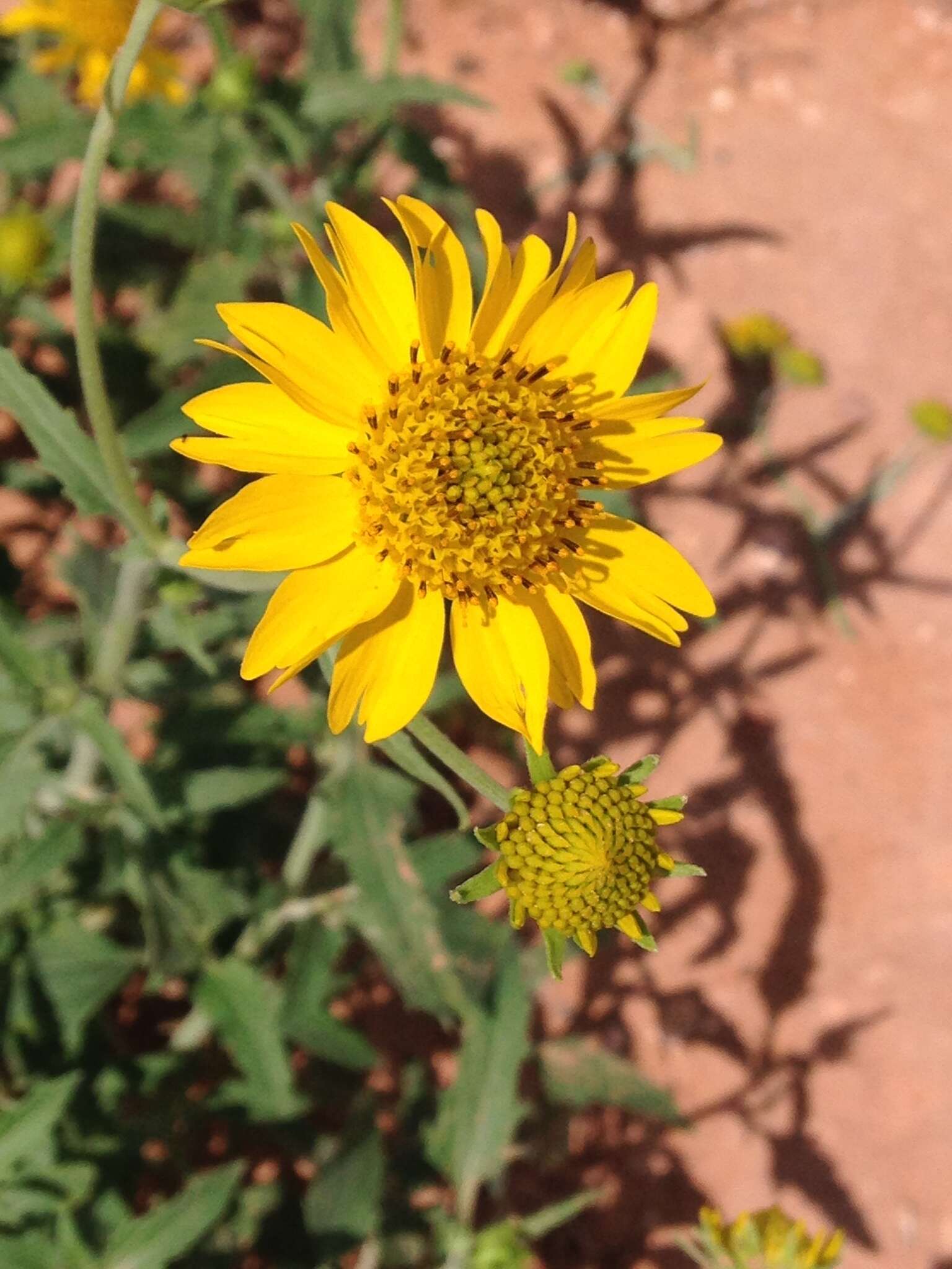 Image of Golden Crownbeard