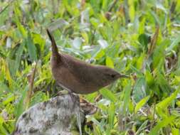 Imagem de Troglodytes aedon intermedius Cabanis 1861