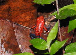 Image of Flaming Poison Frog