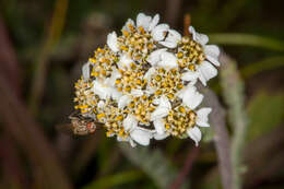 Imagem de Achillea nana L.