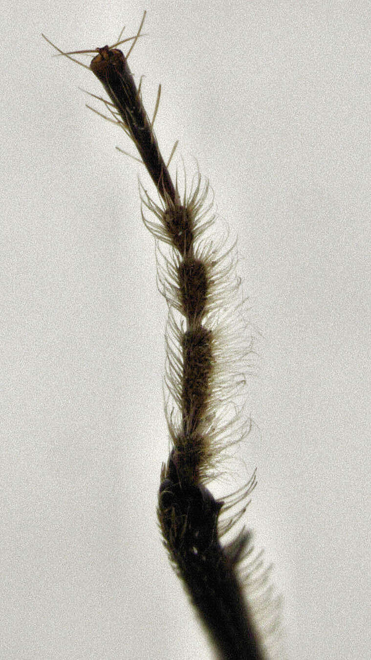 Image of Mitophyllus falcatus Holloway 2007