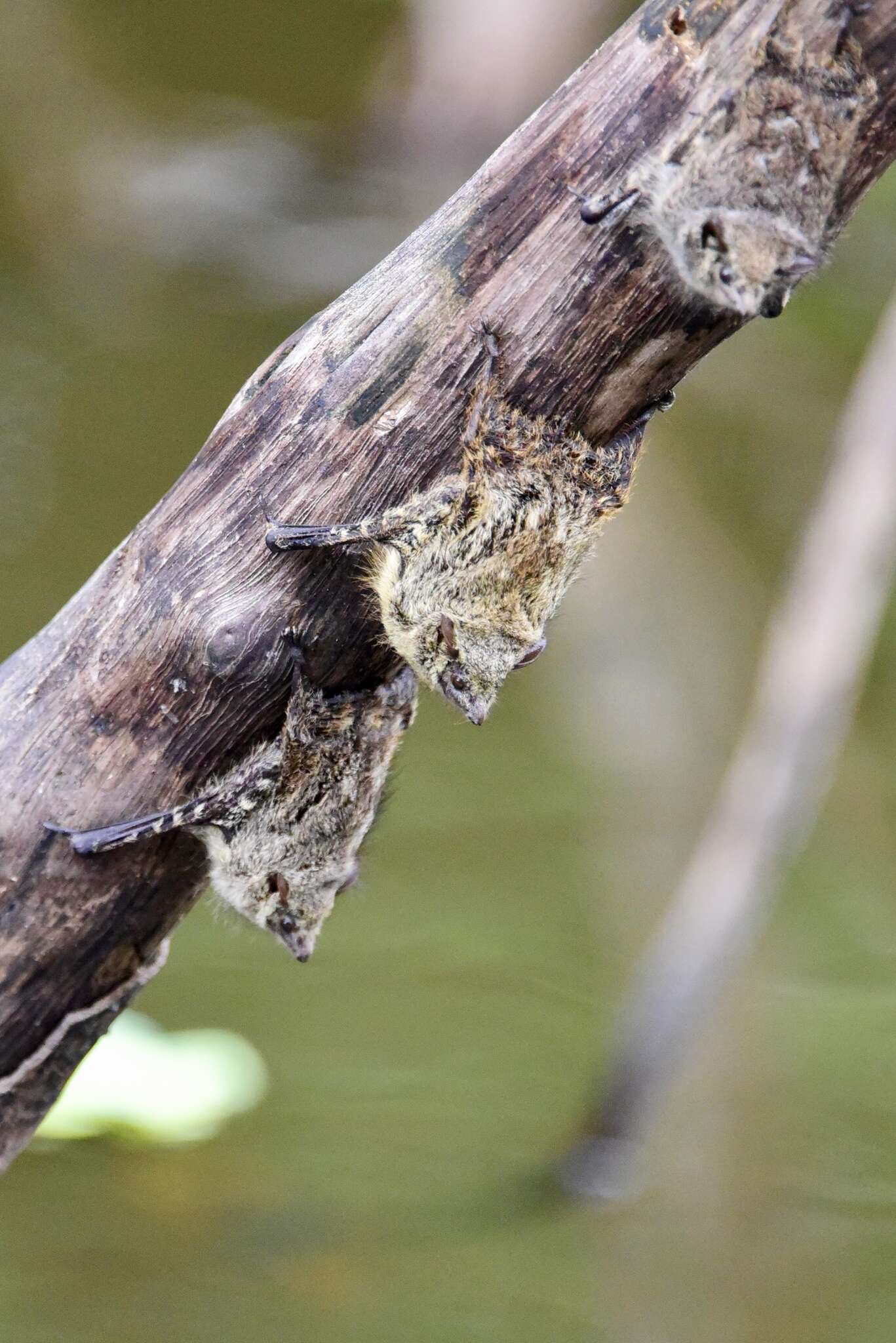 Image of proboscis bat