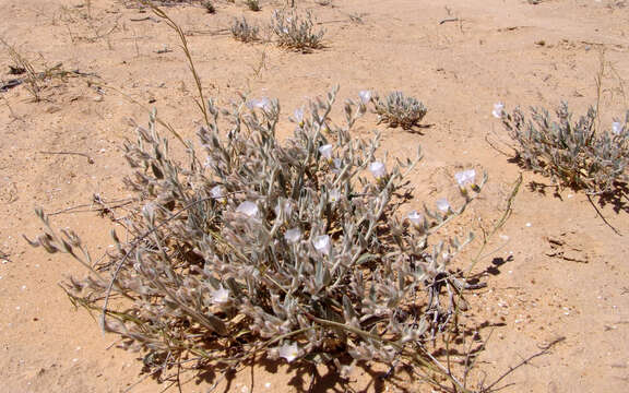 Слика од Convolvulus spicatus Peter