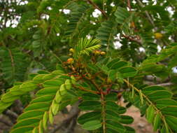 Image of Senna polyantha (Collad.) H. S. Irwin & Barneby