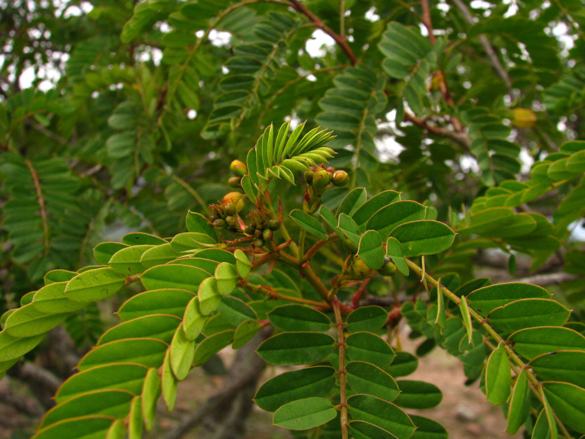 Senna polyantha (Collad.) H. S. Irwin & Barneby resmi