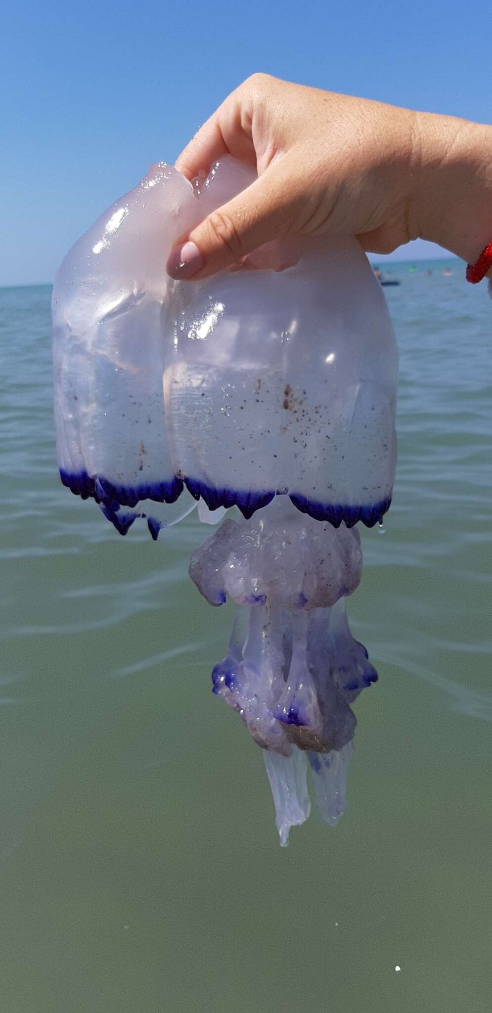 Image of barrel jellyfish