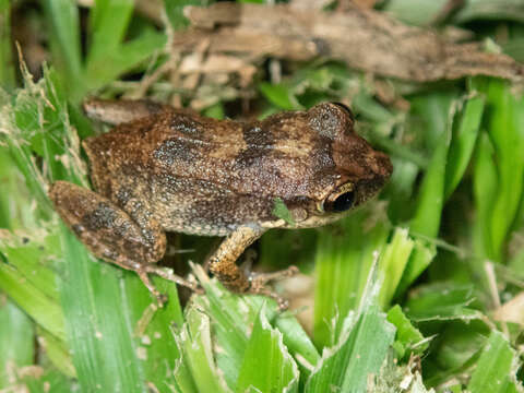 Image of Johnstone's Robber Frog