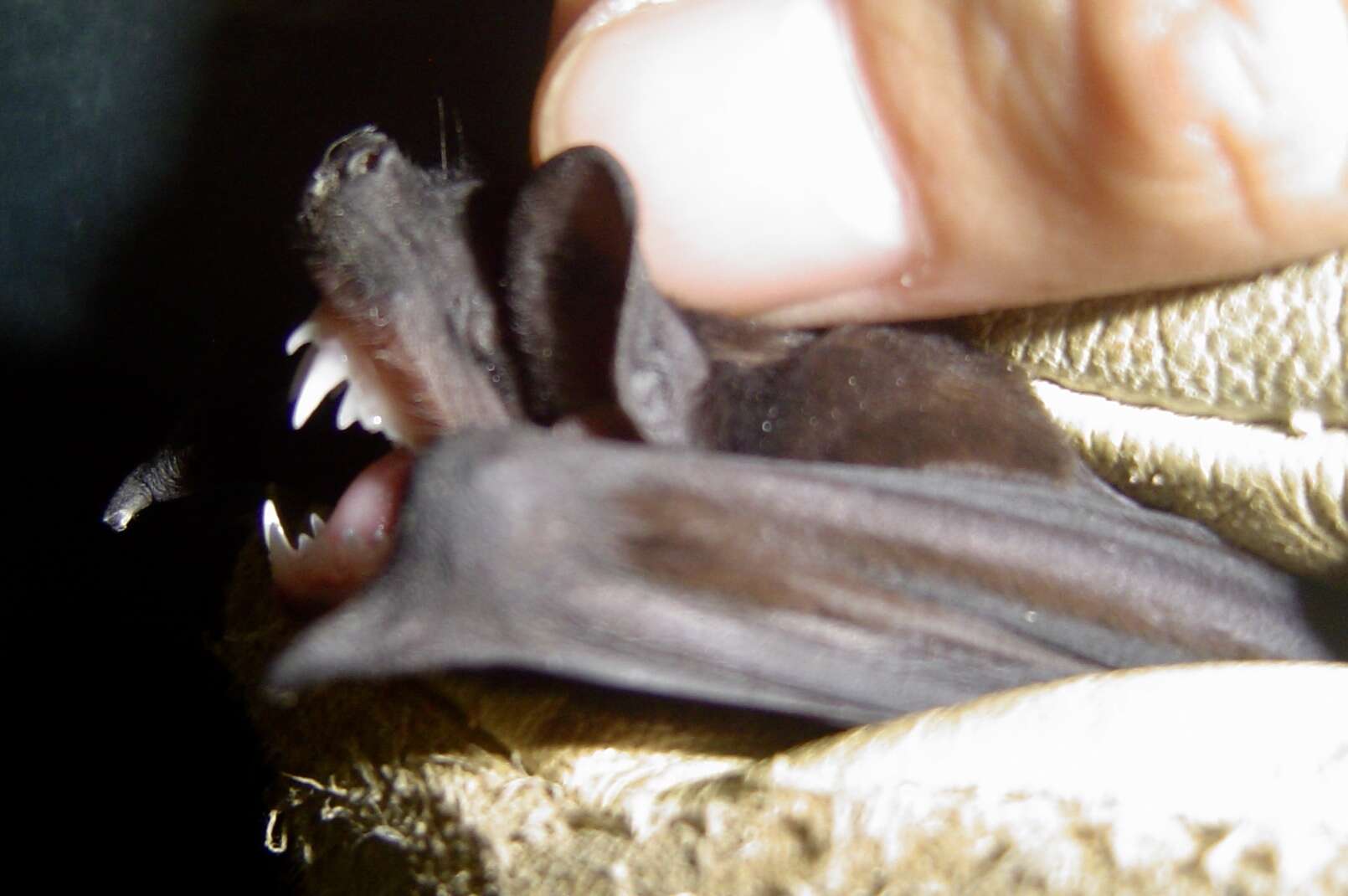 Image of big crested mastiff bat