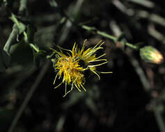 Image of Klasea cerinthifolia (Sm.) Greuter & Wagenitz