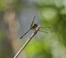 Image of Tetrathemis irregularis cladophila