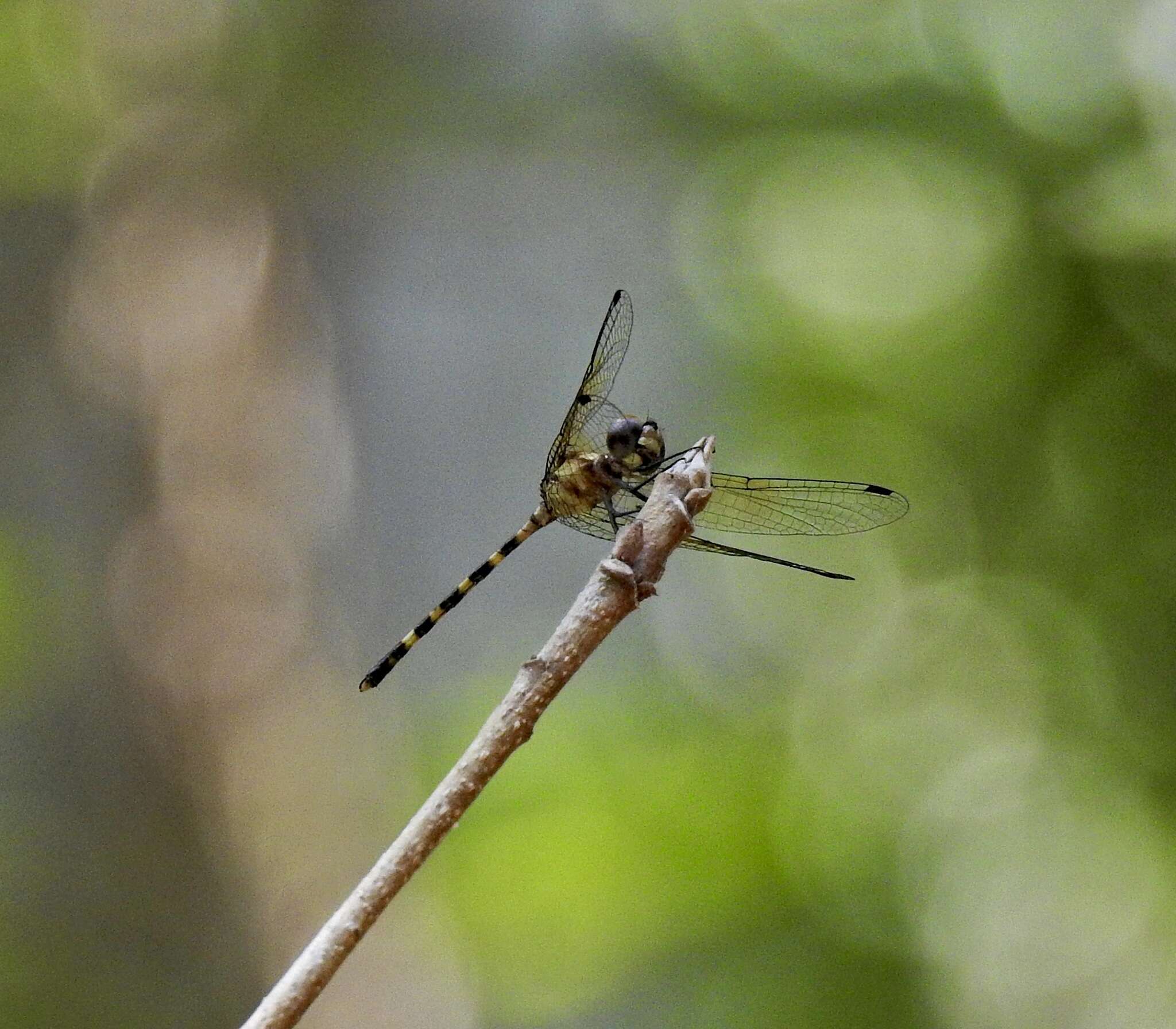 Image of Tetrathemis irregularis cladophila