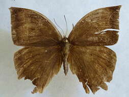 Image of Taygetis mermeria Cramer 1779