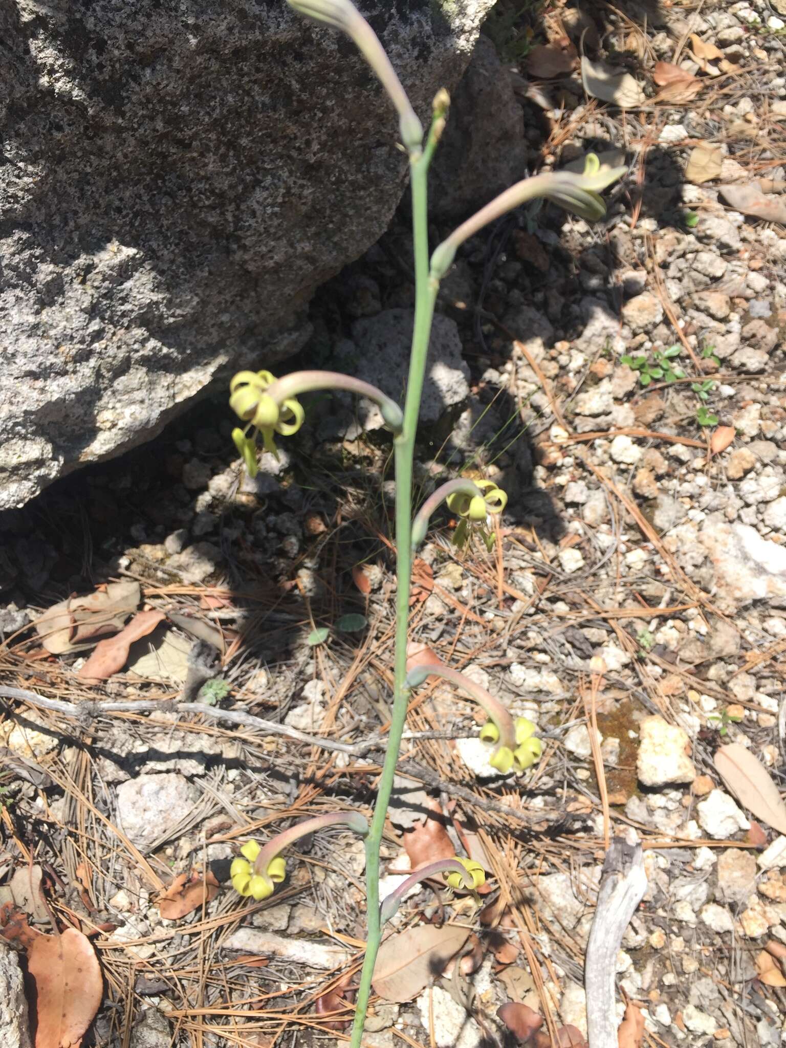 Imagem de Agave singuliflora (S. Watson) A. Berger