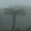 صورة Cyathea weatherbyana (C. V. Morton) C. V. Morton