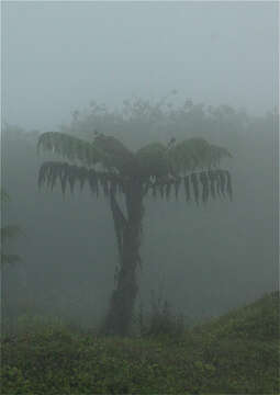 Imagem de Cyathea weatherbyana (C. V. Morton) C. V. Morton