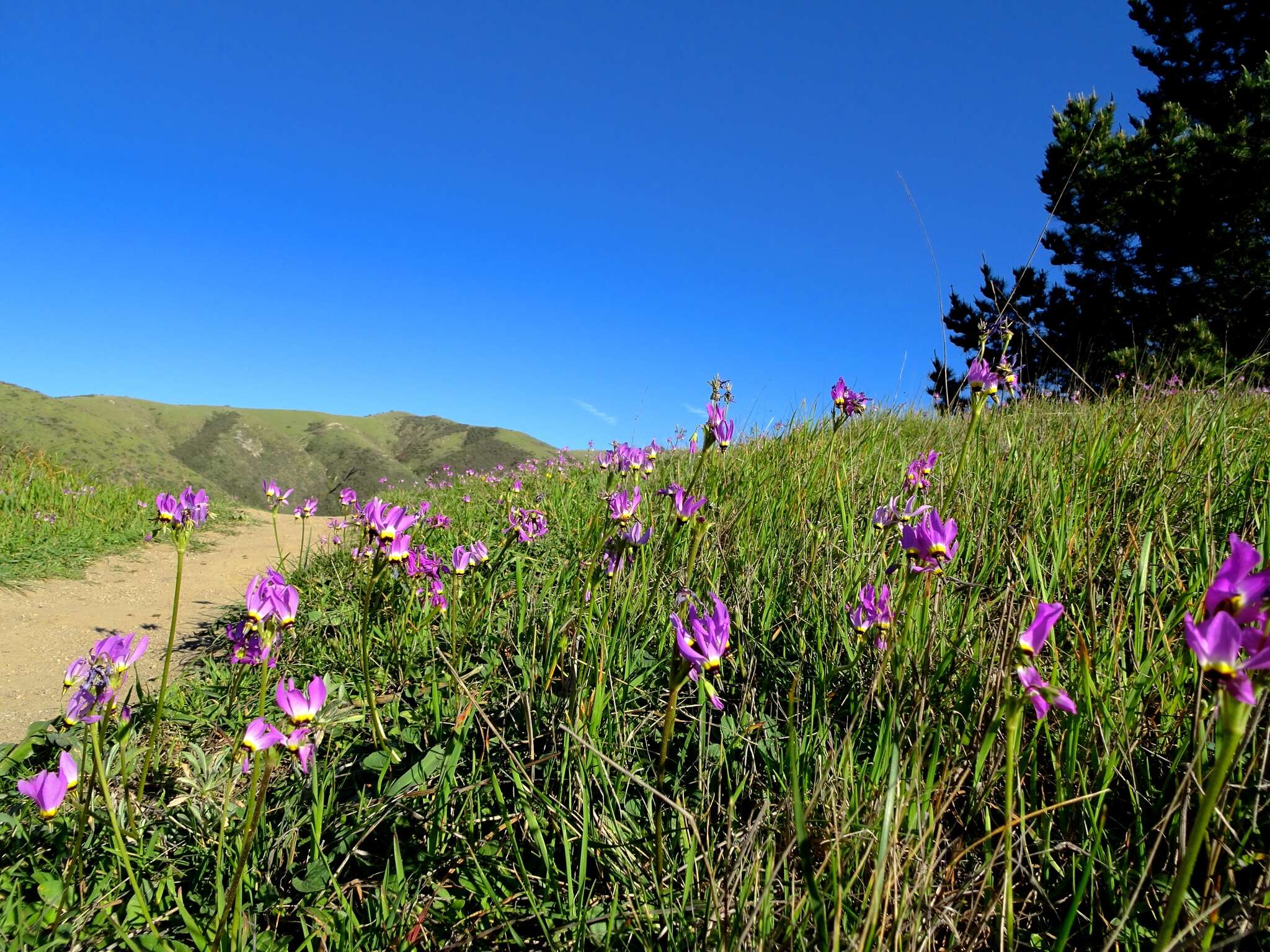 Plancia ëd Dodecatheon clevelandii subsp. clevelandii