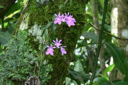 Image of Epidendrum centropetalum Rchb. fil.