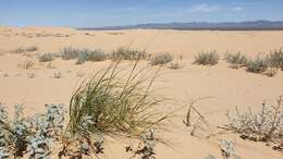 Image of desert panicgrass