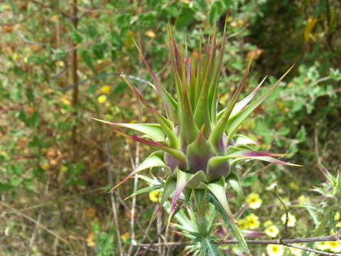 Image of Cynara algarbiensis Coss. ex Mariz