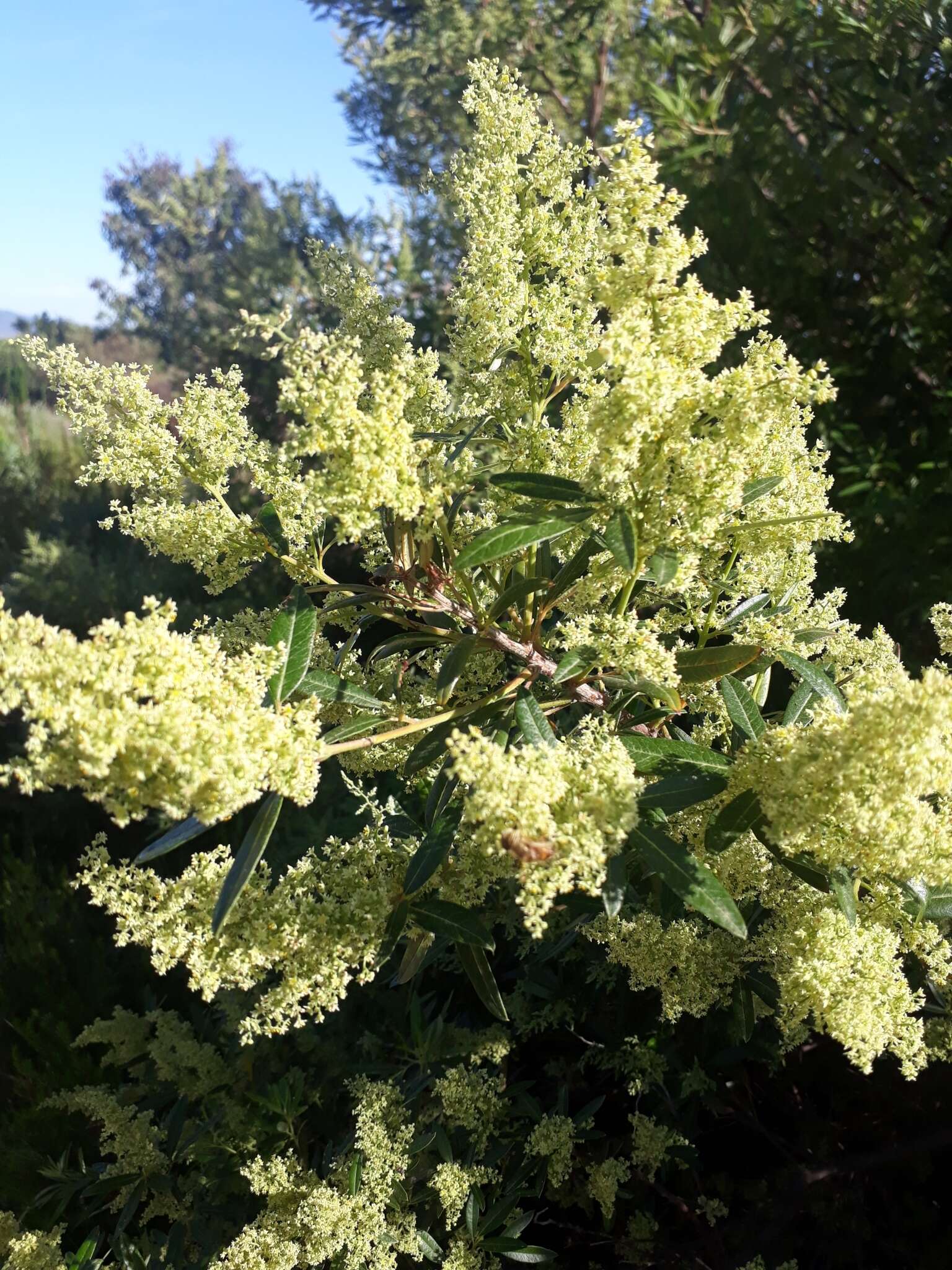 Слика од Searsia angustifolia (L.) F. A. Barkley