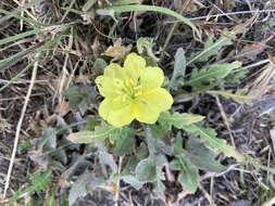 Imagem de Oenothera primiveris subsp. primiveris