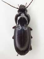 صورة Pterostichus (Hypherpes) inermis Fall 1901