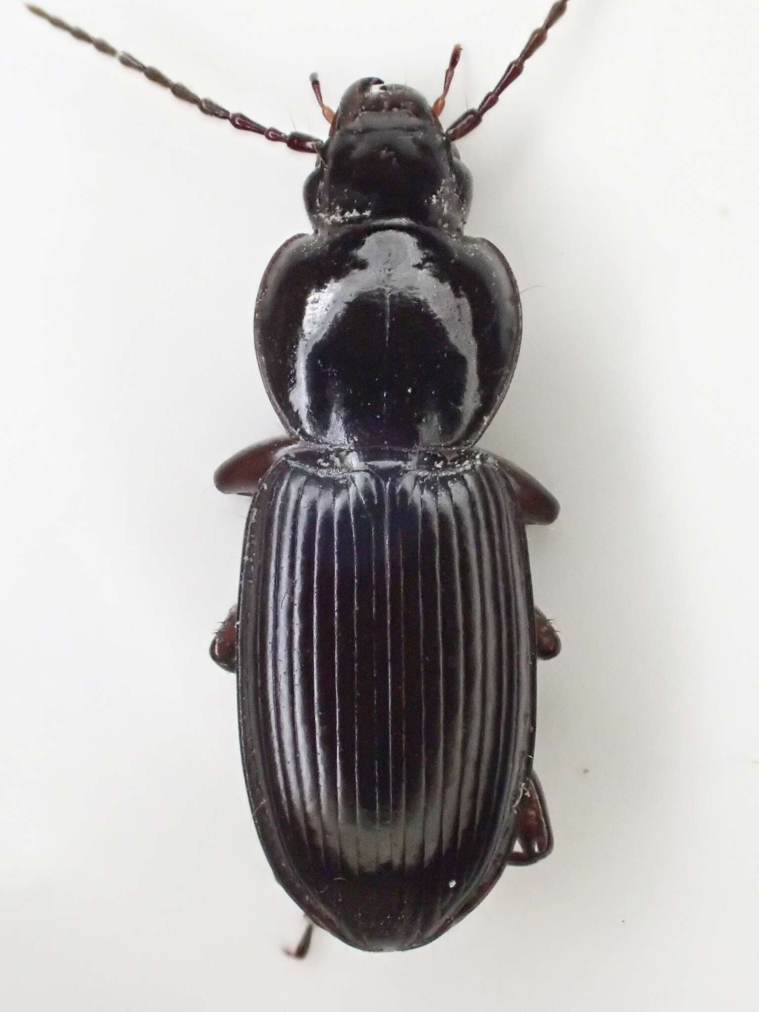 Imagem de Pterostichus (Hypherpes) inermis Fall 1901