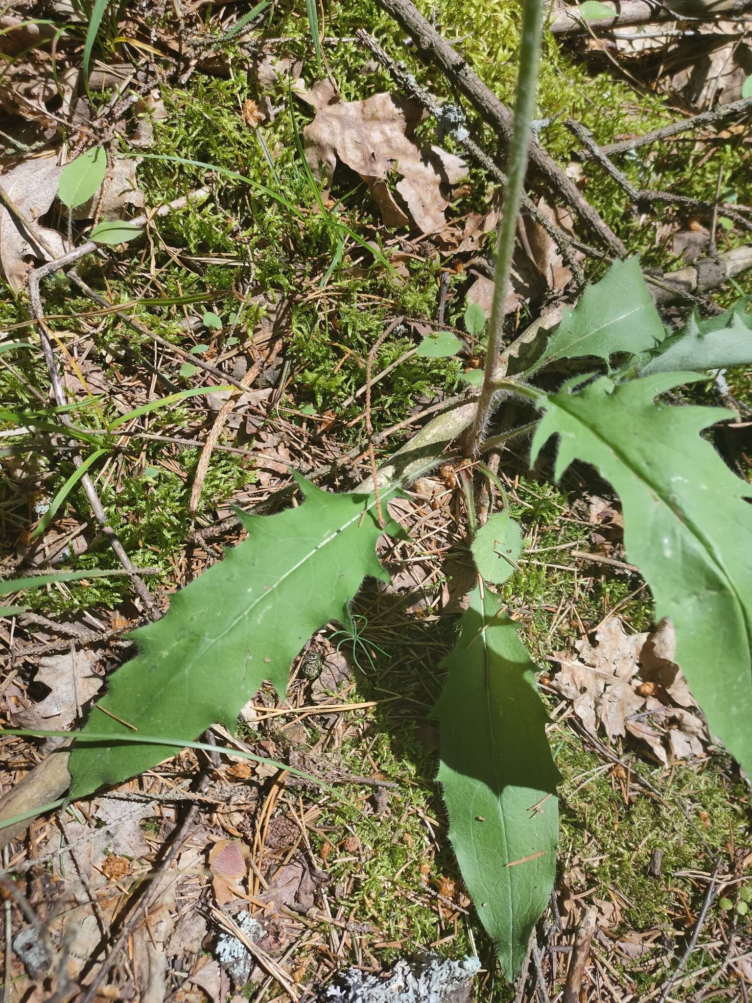 Image of Hieracium diaphanoides Lindeb.