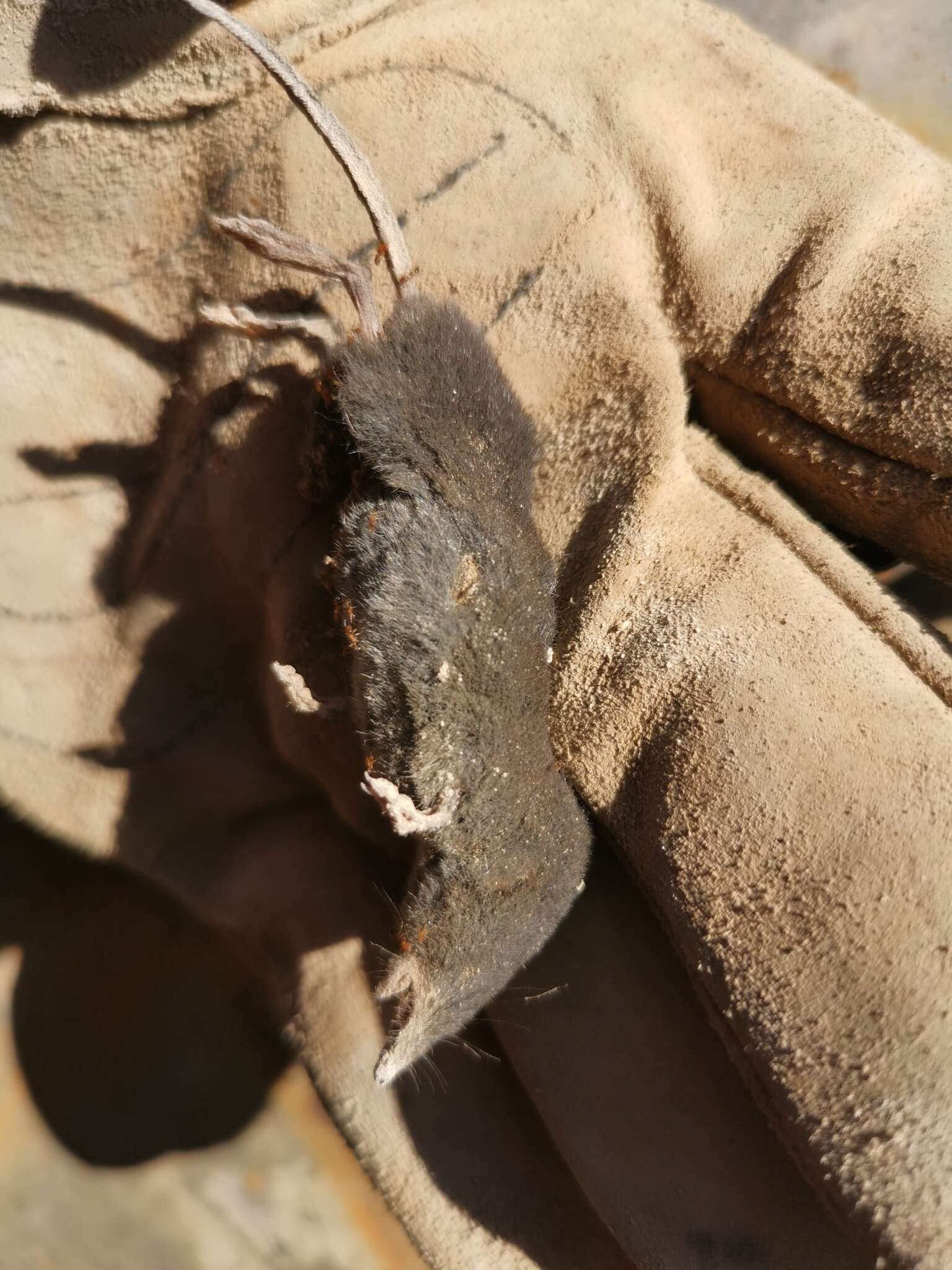 Image of Yucatan Small-eared Shrew