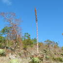 Image of Tzotzil agave