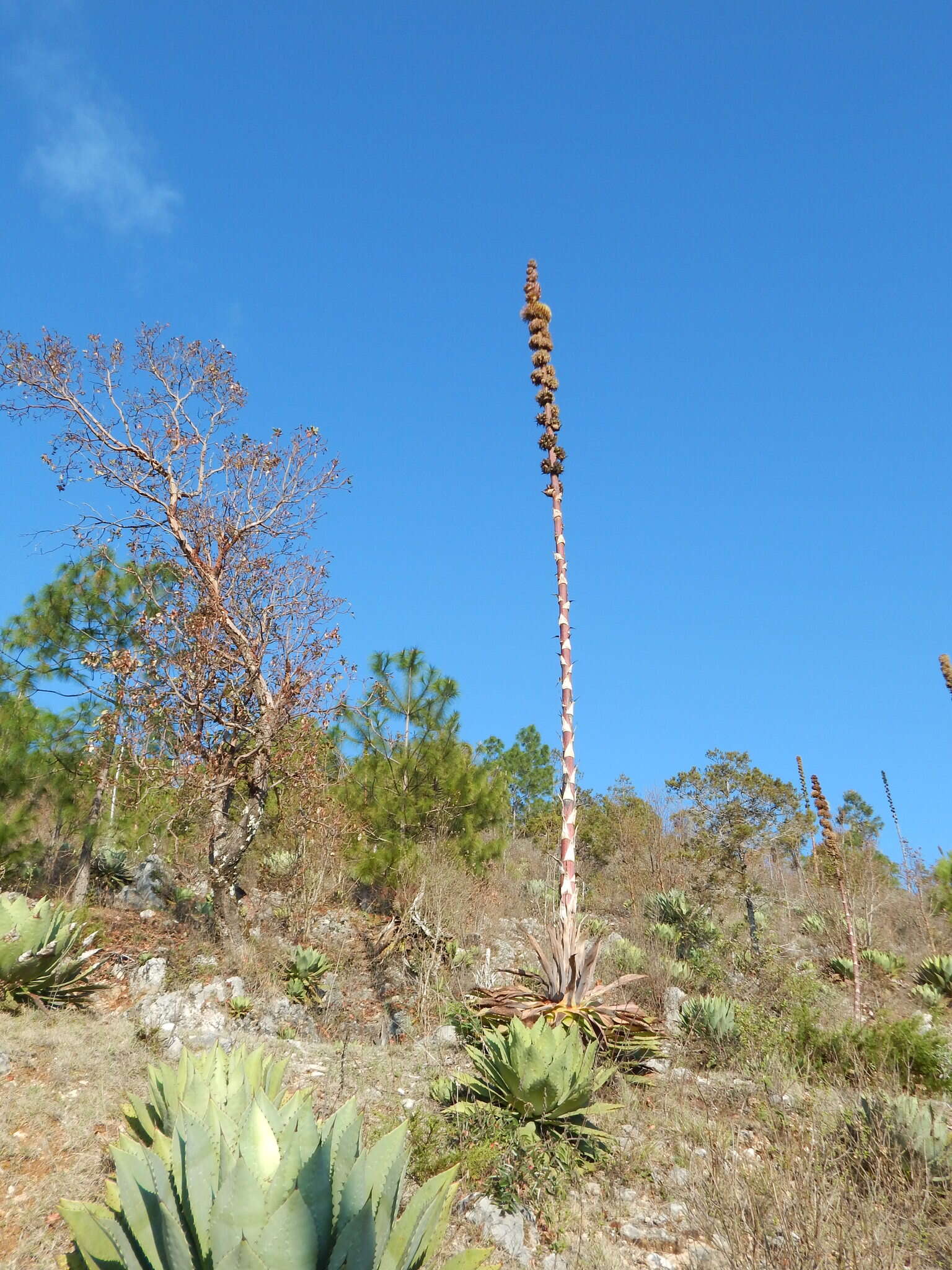 صورة Agave congesta Gentry