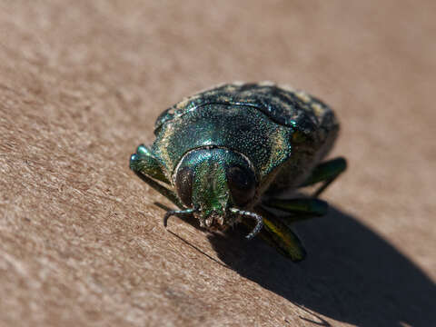 صورة Chalcopoecila