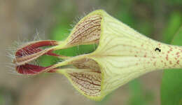 Image of Ceropegia lugardiae N. E. Br.